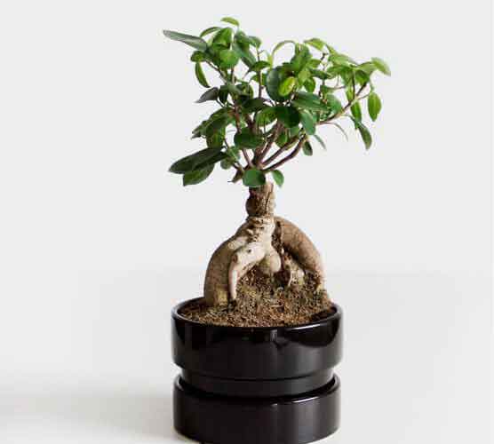 绿色版干净的在线DDOS平台攻击